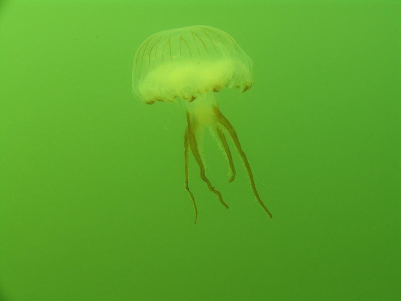 Coll NL 080.JPG